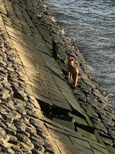 vos langs de kade in de Rivierzone