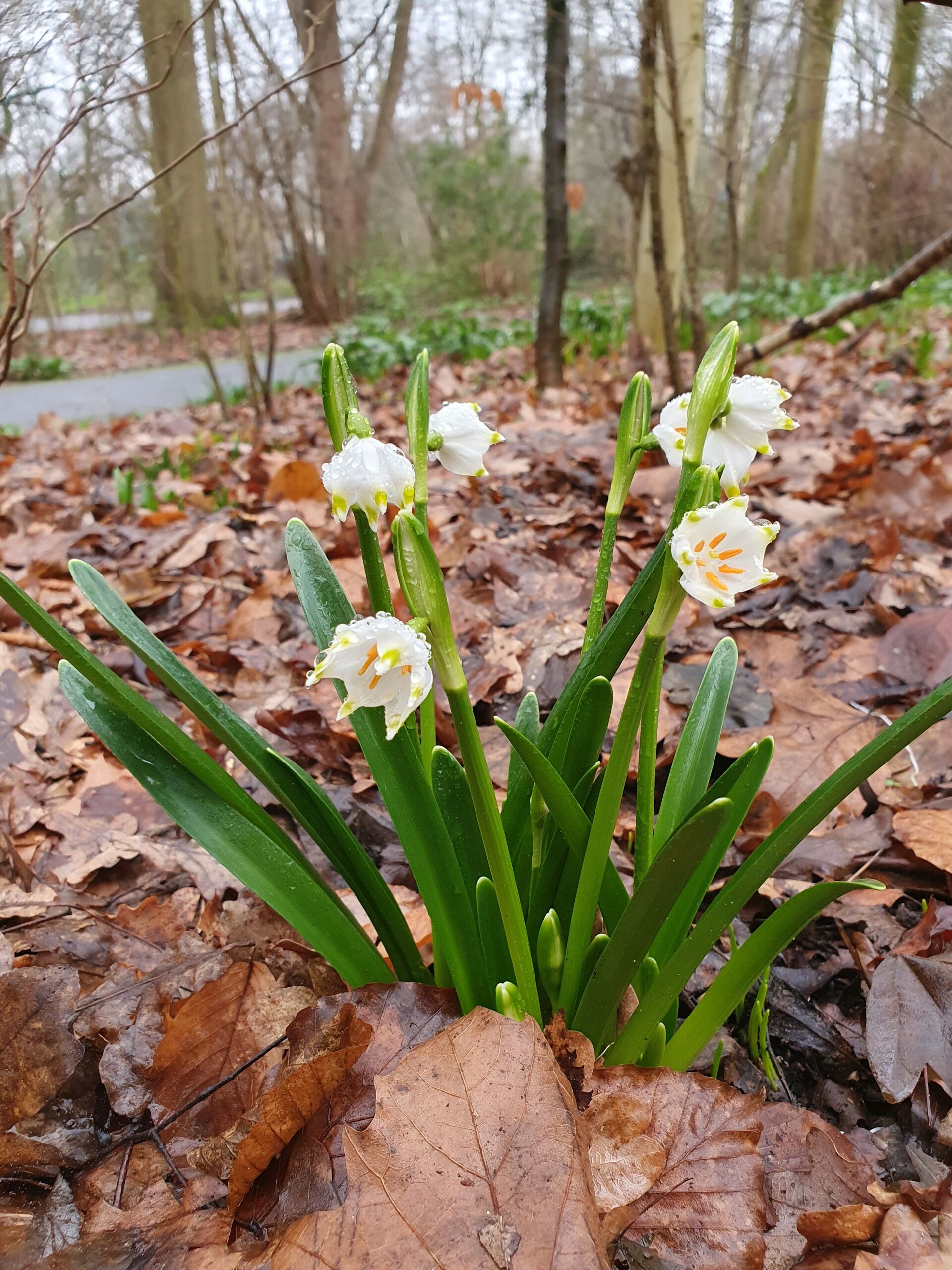 Foto van een lenteklokje