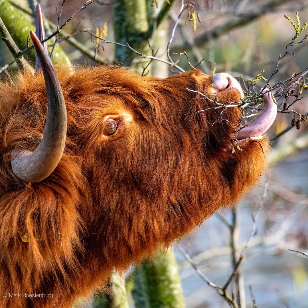 Schotse Hooglander Klokbekerpad