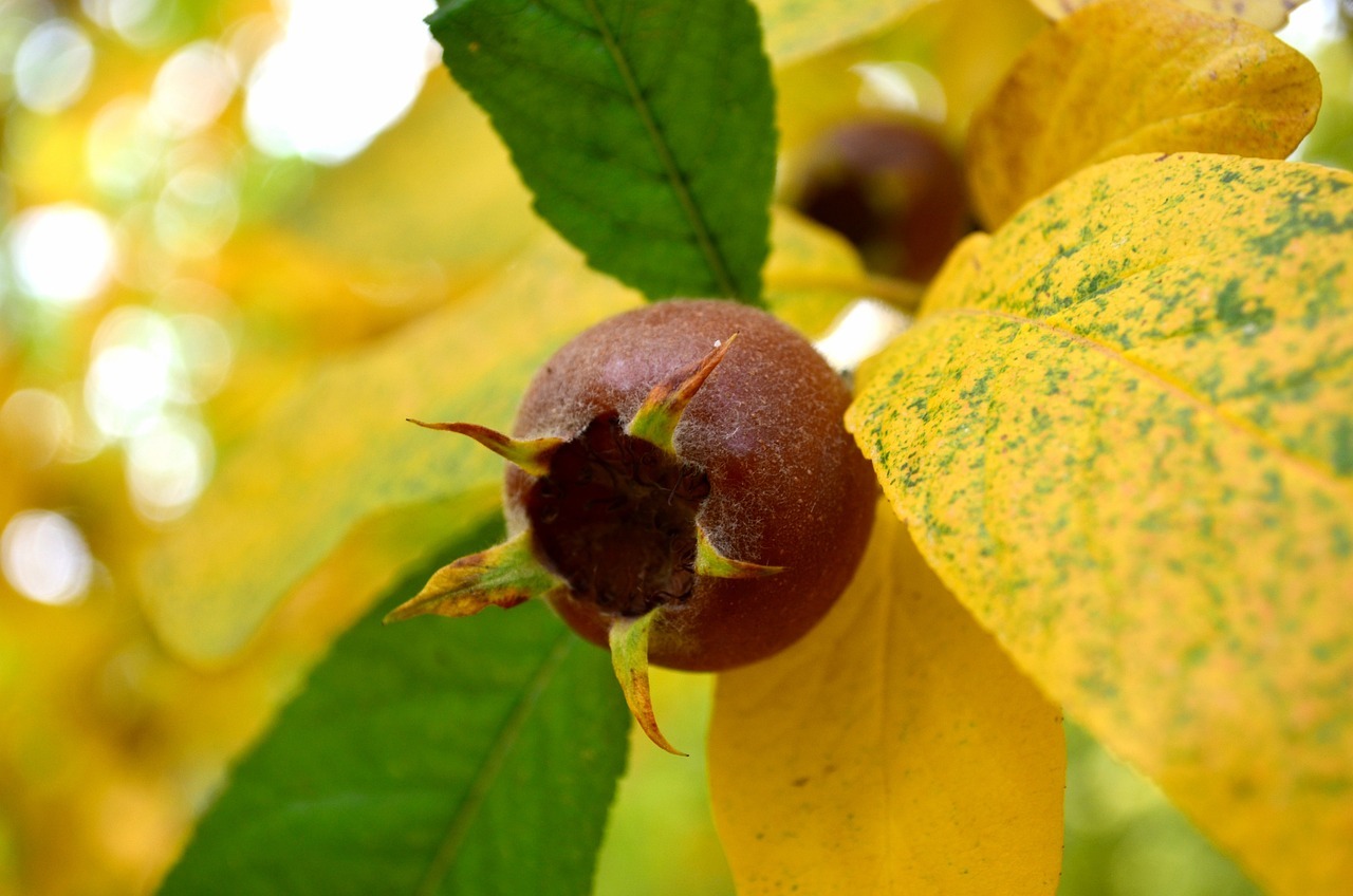 boom mespilus