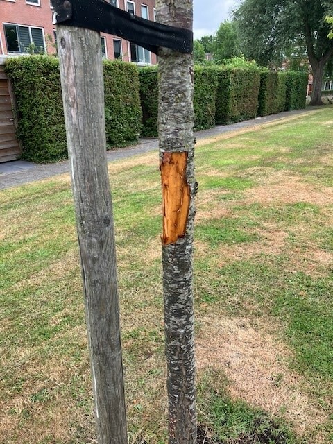 beschadigde boombast3