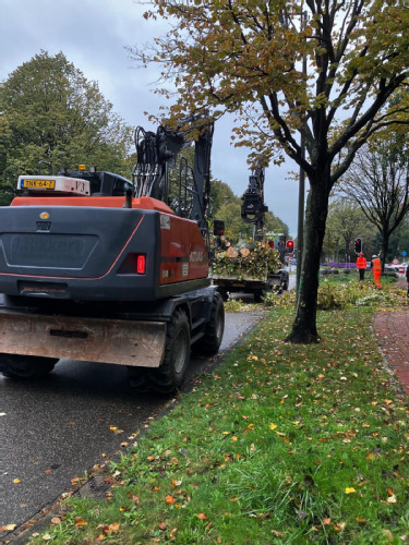 bomenkap Holysingel