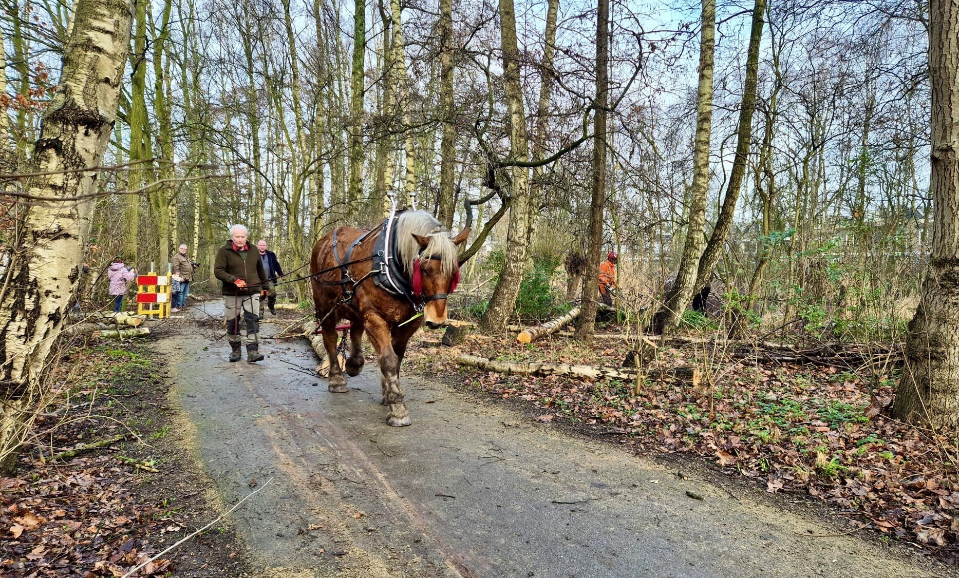Trekpaarden in het Holy park