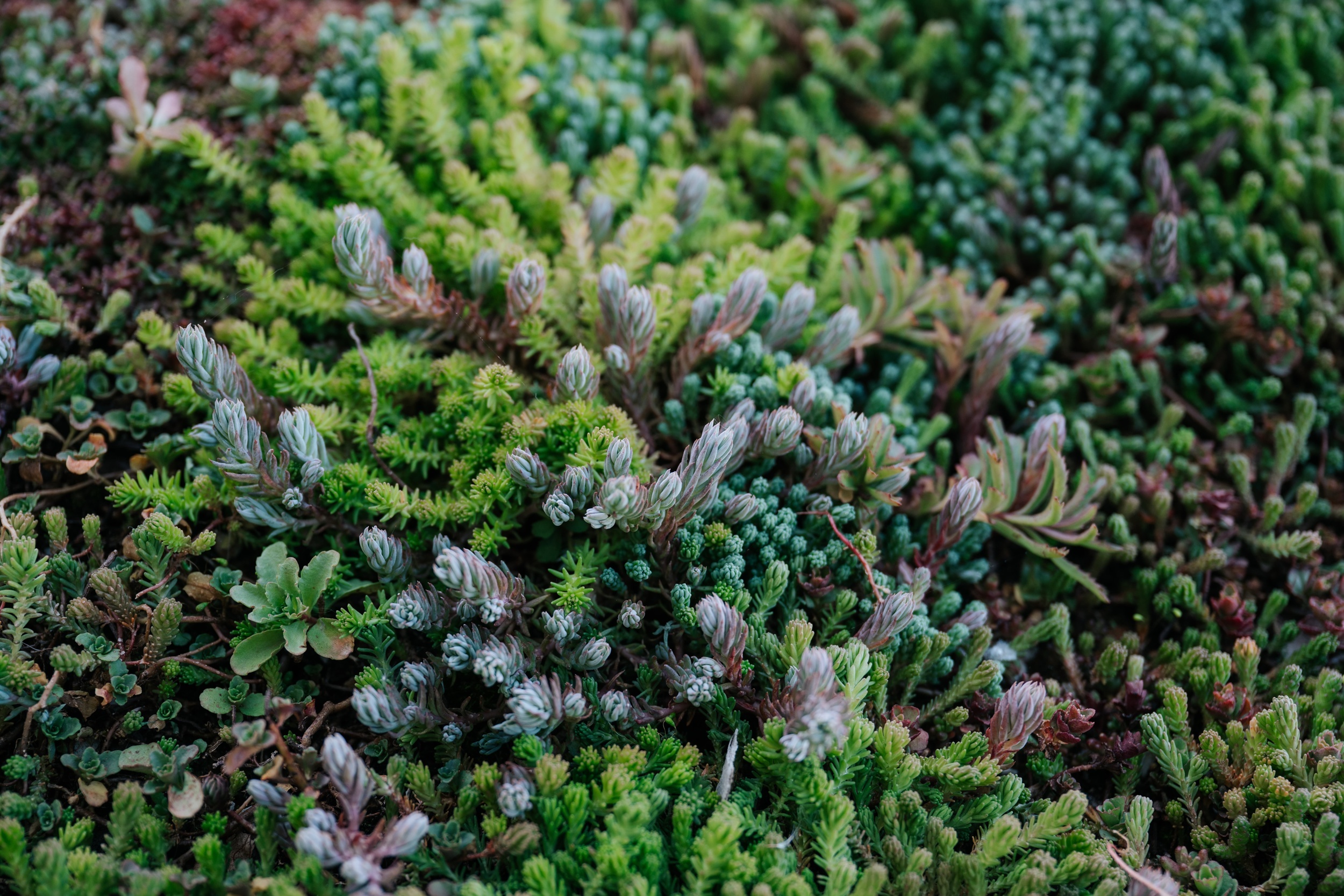 Sedum