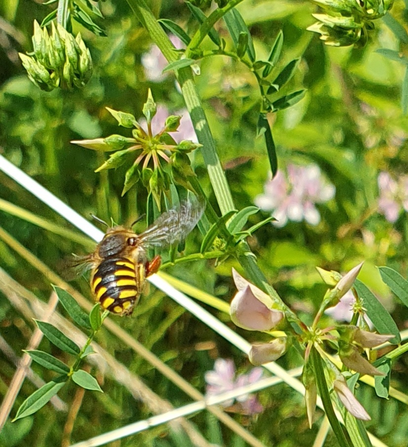 grote wolbij