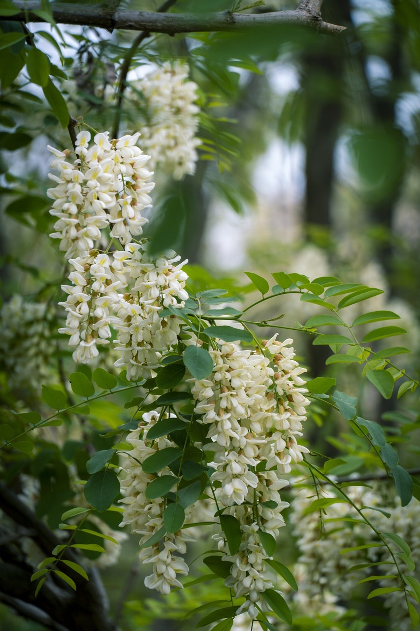 japanese-pagoda-tree-6742416_1280