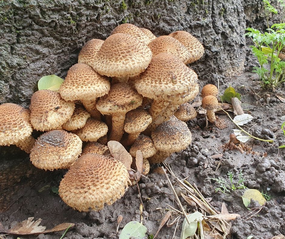 Wild van Vlaardingen schubbige bundelzwam