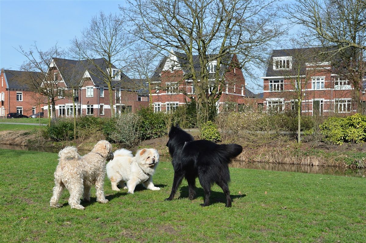 Foto van spelende honden