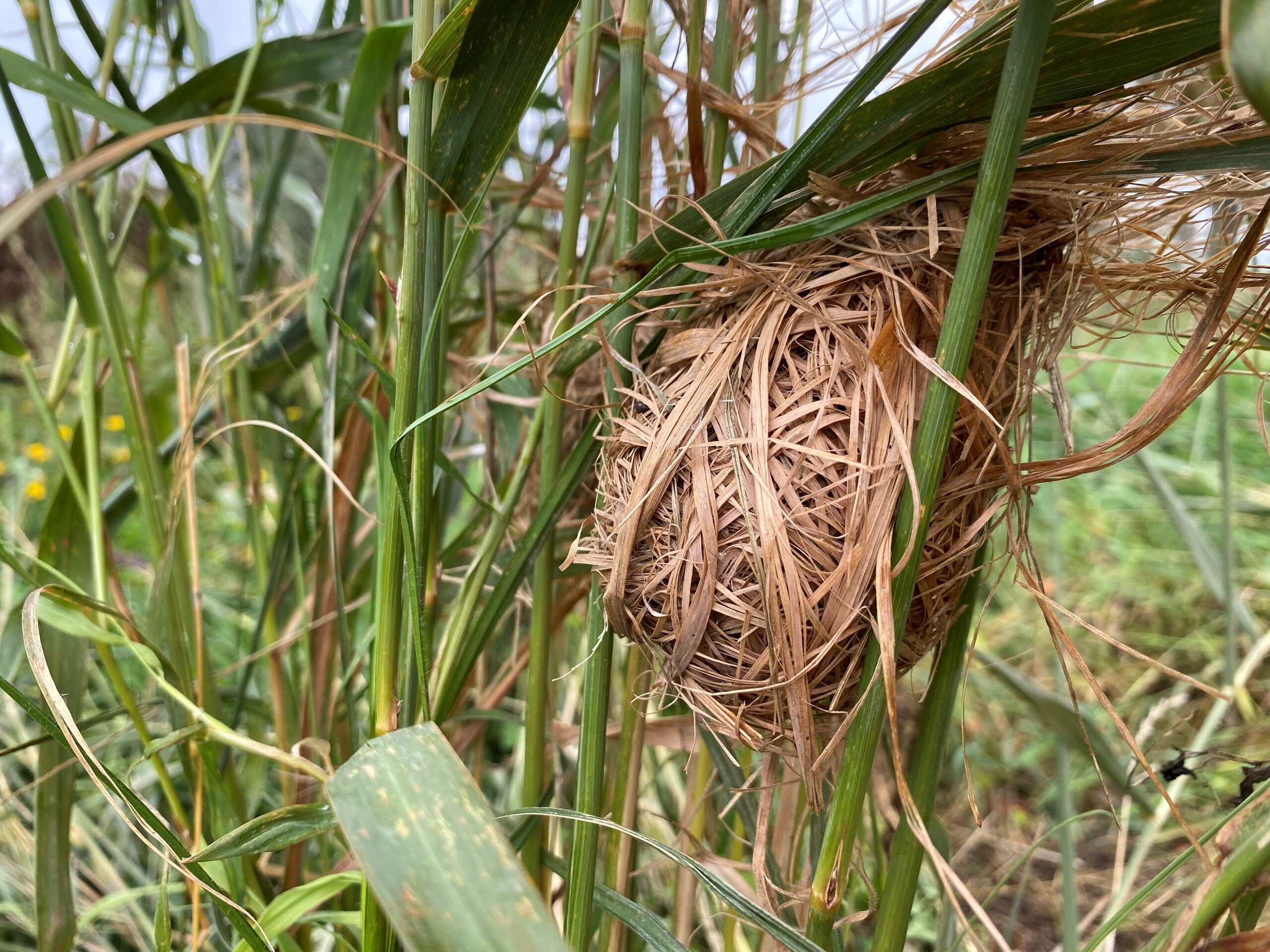 Nest Dwergmuis