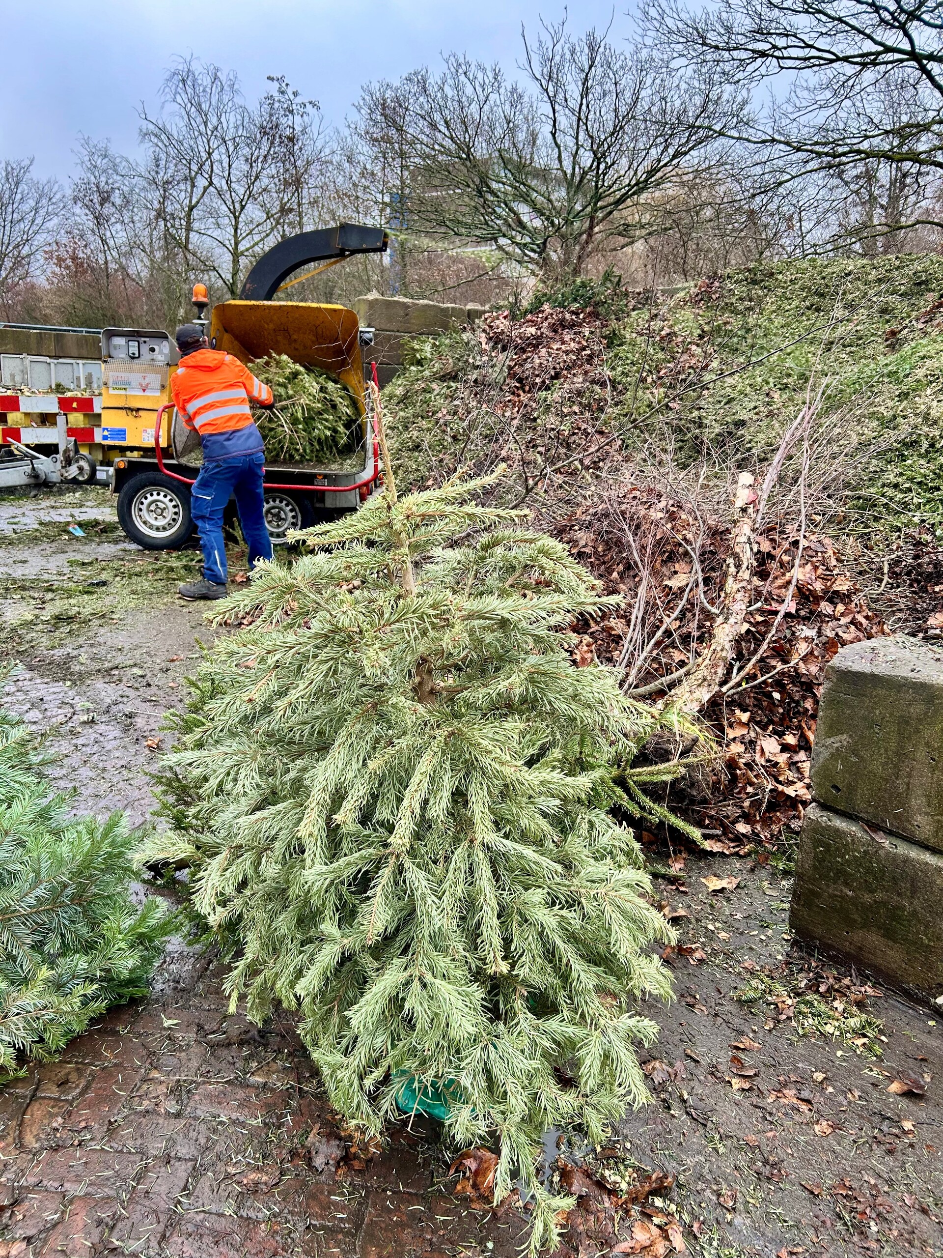 Versnipperen kerstbomen